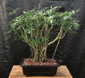 Hawaiian Umbrella Bonsai Tree<br>Banyan Style<br>(arboricola schfflera)