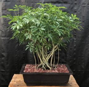 Hawaiian Umbrella Bonsai Tree<br>Banyan Style<br>(arboricola schfflera)