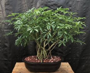 Hawaiian Umbrella Bonsai Tree<br>Banyan Style<br>(arboricola schfflera)