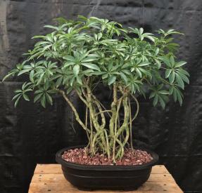 Hawaiian Umbrella Bonsai Tree<br>Banyan Style<br>(arboricola schfflera)