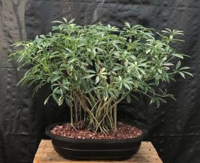 Hawaiian Umbrella Bonsai Tree<br>Banyan Style - Variegated <br>(arboricola schfflera)