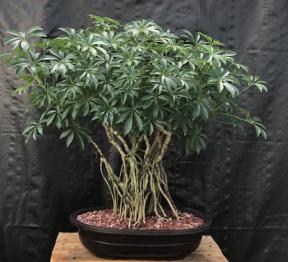 Hawaiian Umbrella Bonsai Tree<br>Banyan Style<br>(arboricola schfflera)