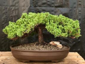 Juniper Bonsai Tree - Trained <br><i>(juniper procumbens nana)</i>