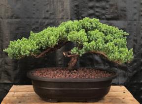 Juniper Bonsai Tree - Trained <br><i>(juniper procumbens nana)</i>