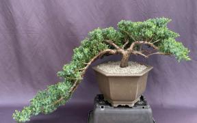 Juniper Bonsai Tree - Cascade Style<br><i>(juniper procumbens nana)</i>