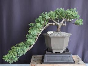 Juniper Bonsai Tree - Cascade Style<br><i>(juniper procumbens nana)</i>