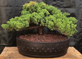 Juniper Bonsai Tree - Trained <br><i>(juniper procumbens nana)</i>