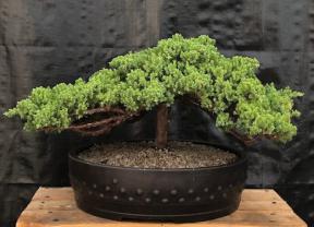 Juniper Bonsai Tree - Trained <br><i>(juniper procumbens nana)</i>