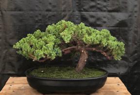 Juniper Bonsai Tree - Trained <br><i>(juniper procumbens nana)</i>