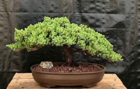 Juniper Bonsai Tree - Trained <br><i>(juniper procumbens nana)</i>