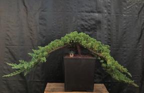 Juniper Bonsai Tree - Double Cascade Style<br><i>(juniper procumbens nana)</i>
