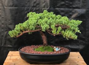 Juniper Bonsai Tree - Trained <br><i>(juniper procumbens nana)</i>