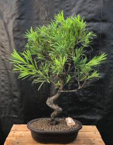 Flowering Podocarpus Bonsai Tree <br>Curved Trunk Style<br><i>(podocarpus macrophyllus)</i>