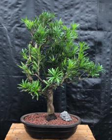 Flowering Podocarpus Bonsai Tree<br><i>(podocarpus macrophyllus)</i>