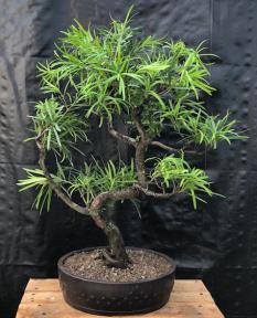 Flowering Podocarpus Bonsai Tree <br>Curved Trunk Style<br><i>(podocarpus macrophyllus)</i>