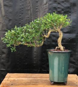 Chinese Flowering White Serissa<br> Bonsai Tree of a Thousand Stars <br>Semi Cascade Style<br>(serissa japonica)</i>