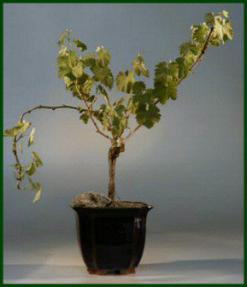 Wine Grape Bonsai Tree<br>Cabernet