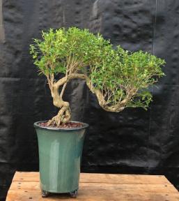 Chinese Flowering White Serissa<br> Bonsai Tree of a Thousand Stars <br>Semi Cascade Style<br>(serissa japonica)</i>