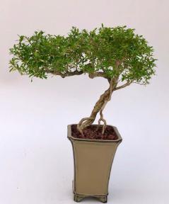 Chinese Flowering White Serissa<br> Bonsai Tree of a Thousand Stars <br>Raised Roots & Semi Cascade Style<br>(serissa japonica)</i>