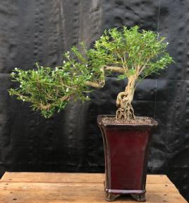 Chinese Flowering White Serissa<br> Bonsai Tree of a Thousand Stars <br>Raised Roots & Semi Cascade Style<br>(serissa japonica)</i>