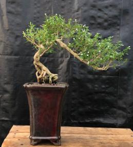 Chinese Flowering White Serissa<br> Bonsai Tree of a Thousand Stars <br>Raised Roots & Semi Cascade Style<br>(serissa japonica)</i>