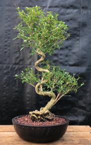 Chinese Flowering White Serissa<br> Bonsai Tree of a Thousand Stars <br>Curved Trunk Style<br>(serissa japonica)</i>