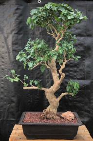 Flowering Ligustrum Bonsai Tree<br>Curved Trunk & Tiered Branching Style<br><i>(ligustrum lucidum)</i>