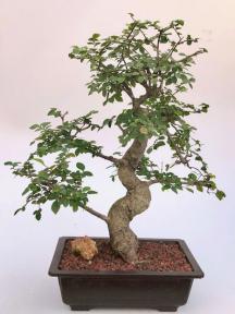 Chinese Elm Bonsai Tree <br>Curved Trunk & Tiered Branching Style<br><i>(ulmus parvifolia)</i>