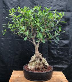 Ficus Retusa Bonsai Tree<br>Root over Rock Style <br><i>(ficus retusa)</i>