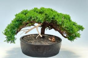 Juniper Bonsai Tree - Trained <br><i>(juniper procumbens nana)</i>