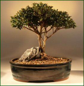 Brush Cherry Bonsai Tree<br><i>(eugenia myrtifolia)</i>