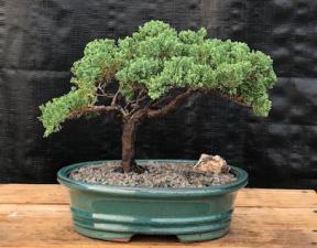 Juniper Bonsai Tree - Trained <br><i>(juniper procumbens nana)</i>