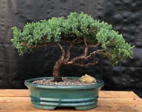 Juniper Bonsai Tree - Trained <br><i>(juniper procumbens nana)</i>