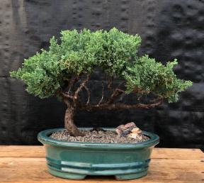 Juniper Bonsai Tree - Trained <br><i>(juniper procumbens nana)</i>