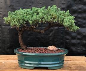 Juniper Bonsai Tree - Trained <br><i>(juniper procumbens nana)</i>