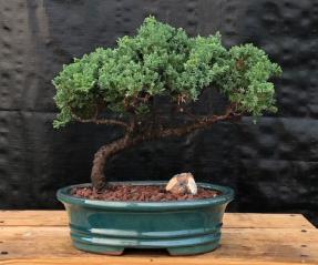 Juniper Bonsai Tree - Trained <br><i>(juniper procumbens nana)</i>