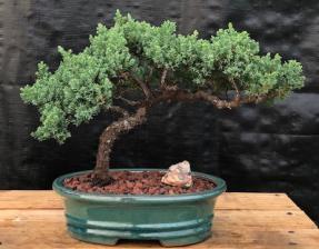 Juniper Bonsai Tree - Trained <br><i>(juniper procumbens nana)</i>