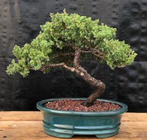 Juniper Bonsai Tree - Trained <br><i>(juniper procumbens nana)</i>