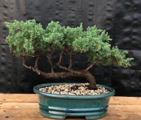 Juniper Bonsai Tree - Trained <br><i>(juniper procumbens nana)</i>