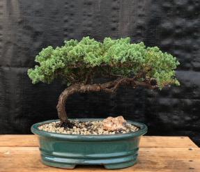 Juniper Bonsai Tree - Trained <br><i>(juniper procumbens nana)</i>