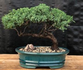 Juniper Bonsai Tree - Trained <br><i>(juniper procumbens nana)</i>