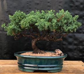 Juniper Bonsai Tree - Trained <br><i>(juniper procumbens nana)</i>