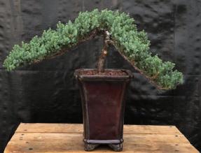 Juniper Bonsai Tree - Trained <br><i>(juniper procumbens nana)</i>