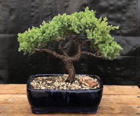 Juniper Bonsai Tree - Trained <br><i>(juniper procumbens nana)</i>