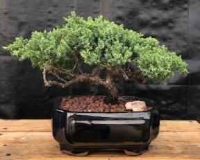 Juniper Bonsai Tree - Trained <br><i>(juniper procumbens nana)</i>