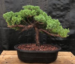 Juniper Bonsai Tree - Trained <br><i>(juniper procumbens nana)</i>