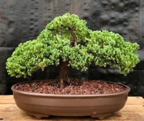 Juniper Bonsai Tree - Trained <br><i>(juniper procumbens nana)</i>