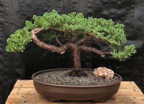 Juniper Bonsai Tree - Trained <br><i>(juniper procumbens nana)</i>