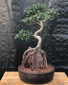 Chinese Elm Bonsai Tree<br>Curved Trunk & Root Over Rock Style<br><i>(ulmus parvifolia)</i>