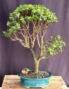 Baby Jade Bonsai Tree<br><i>(Portulacaria Afra)</i>